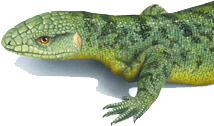 ccss-lizard-logo